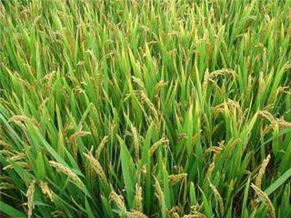 特优稻米种质资源创新研究