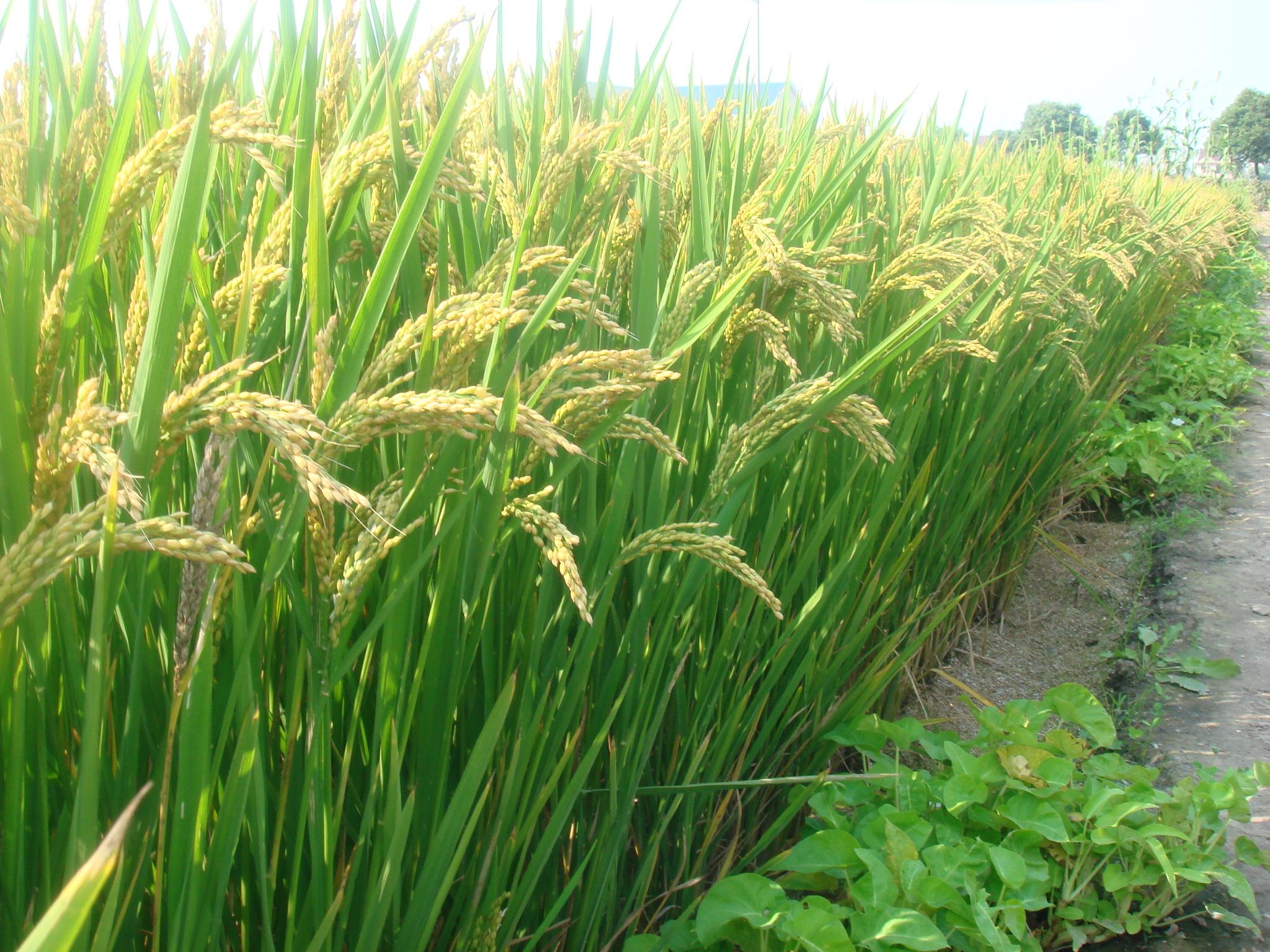 东富138水稻品种图片